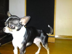 DSC00380 (FILEminimizer).JPG