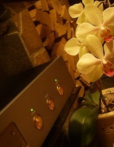 orkide-1.jpg