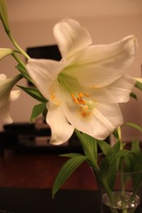 IMG_0218 (400 x 600).jpg