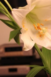 IMG_0224 (400 x 600).jpg