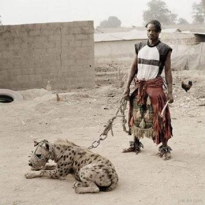 AfricanPitBull.jpg