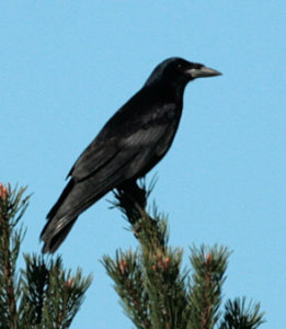 Skjermbilde 2010-07-20 kl. 00.11.55.png