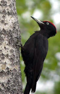 Skjermbilde 2010-07-20 kl. 12.36.25.png