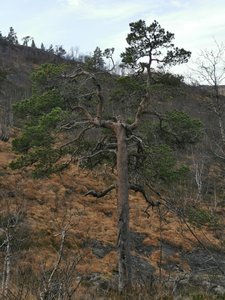 IMG_20201110_115313.jpg