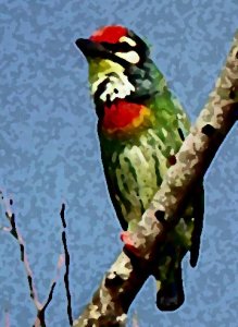 COPPERSMITH BARBET.jpg