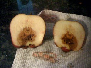 rotten apple.jpg