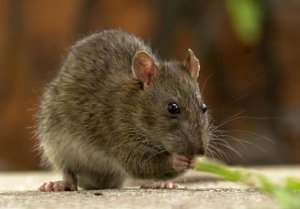 7482_BLACK_RAT_HEIDI_SNELL.jpg