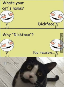 whats-your-cats-name-dickface-why-dickface-no-reason-yoo-14798774.png