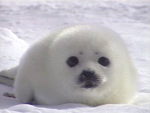 Baby Seal.jpg