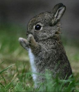 Cute-furry-little-bunny.jpg