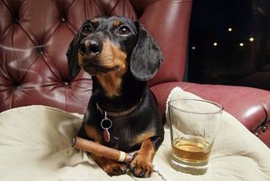 Dachshund%20-%20with%20Cigar%20and%20Drink.jpg