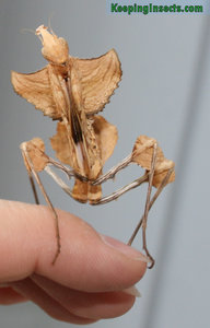 idolomantis-diabolica-1.jpg