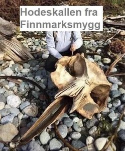 Finnmarksmygg.jpg