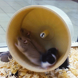 hamster-wheel-11.gif