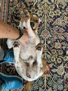 33EF53E1-3659-4ACA-8EEF-A62C08BC7720.jpeg