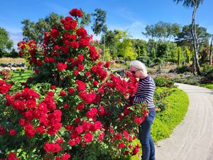 Flor og fjære 4.jpg