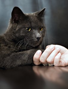 kattefaen.jpg
