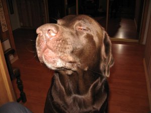 IMG_0317 (Large).JPG