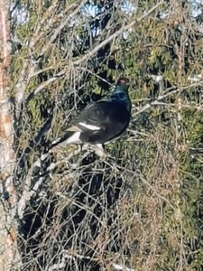 IMG_20230221_124342.jpg
