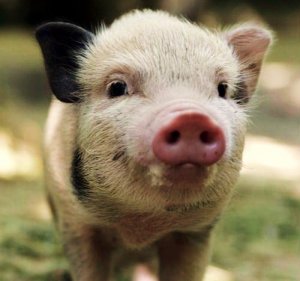 pink_snout_piggy.jpg