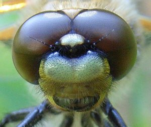 Libellula_quadrimaculata_head.jpg