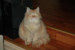 Arild feb 08 026 (Medium).jpg