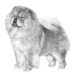 Chow-Chow-Illo-2.jpg