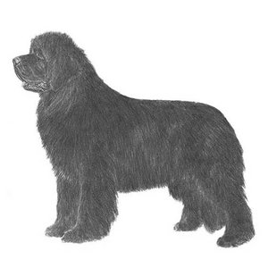 Newfoundland-Illo-2.jpg