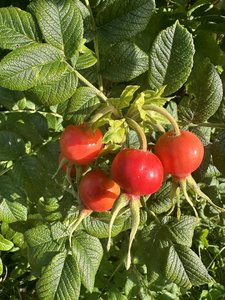 IMG_4924.jpeg
