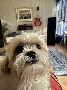 IMG_4946.jpeg