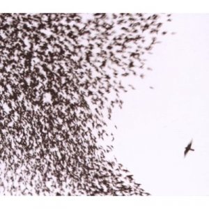 51TRnZBk-AL__SS400_.jpg
