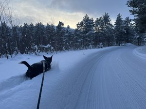 9E823C8D-5C51-49EB-8368-7B0339F3D277.jpeg