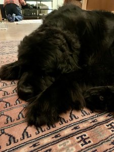 IMG_2620.jpeg