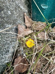 IMG_6906.jpeg
